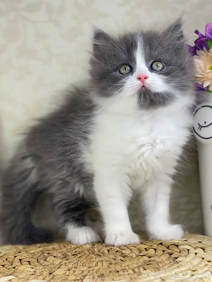 كيتن شيرازي بيكي فيس هملايا راغدول كيتنز برتش سكوتش قطط قط 7