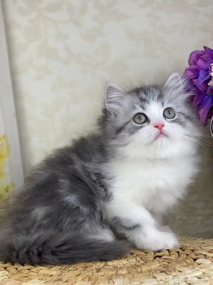 كيتن شيرازي بيكي فيس هملايا راغدول كيتنز برتش سكوتش قطط قط 1