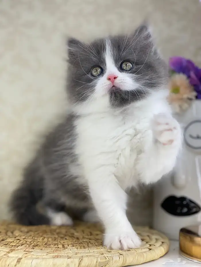 كيتن شيرازي بيكي فيس هملايا راغدول كيتنز برتش سكوتش قطط قط 6