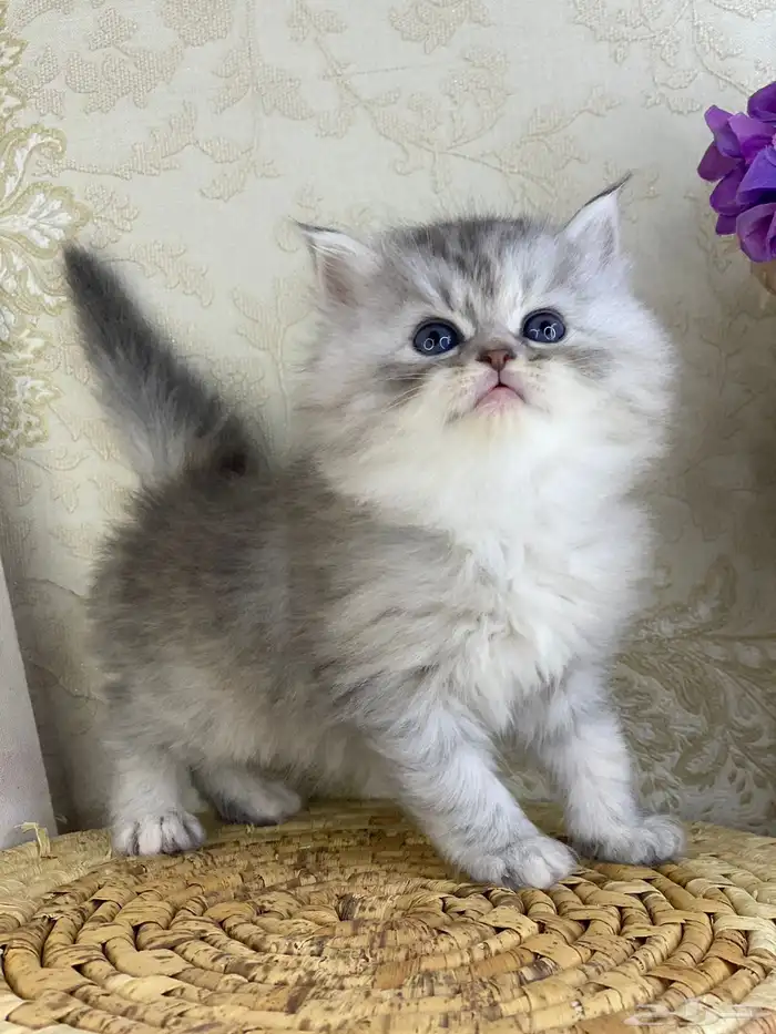 كيتن شيرازي بيكي فيس هملايا راغدول كيتنز برتش سكوتش قطط قط 3