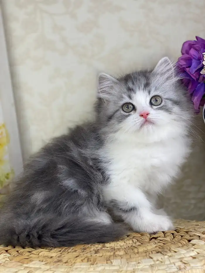 كيتن شيرازي بيكي فيس هملايا راغدول كيتنز برتش سكوتش قطط قط 0