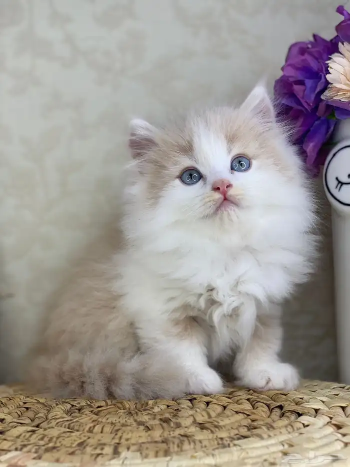 كيتن شيرازي بيكي فيس هملايا راغدول كيتنز برتش سكوتش قطط قط 4