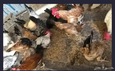 دجاج للبيع بمكه 1