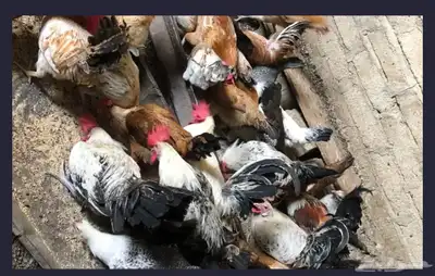 دجاج للبيع بمكه 3