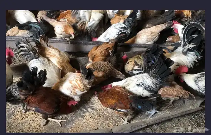 دجاج للبيع بمكه 0
