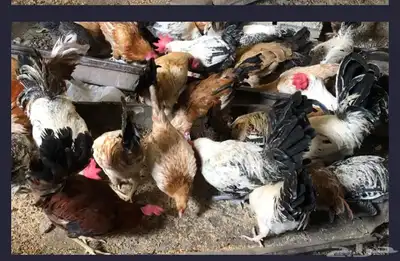 دجاج للبيع بمكه 2