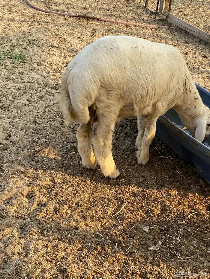 طليان و رخال نظيفة فل شحم 0
