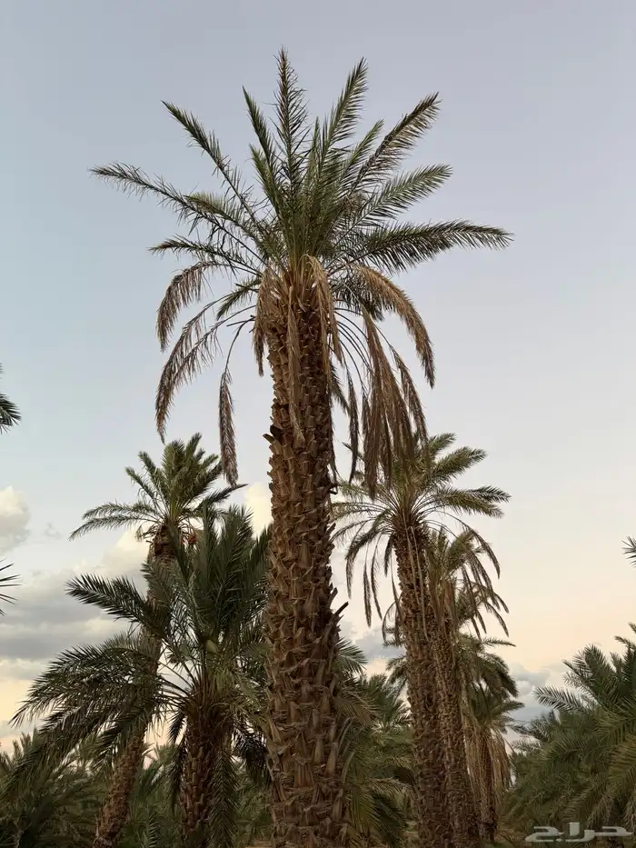 30 نخله عنبره طول 7.5 متر للبيع 3