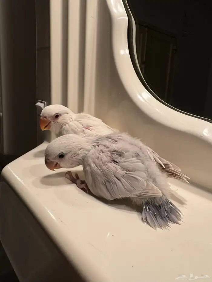 للبيع فروخ روز غر اليف 2