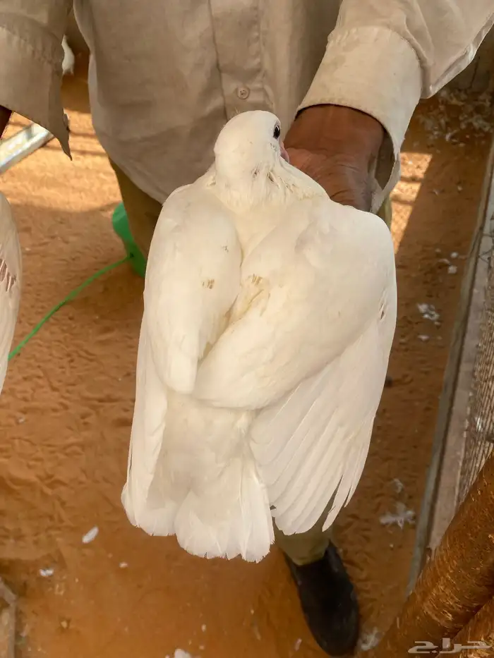 حمام فرنسي فراخه 1