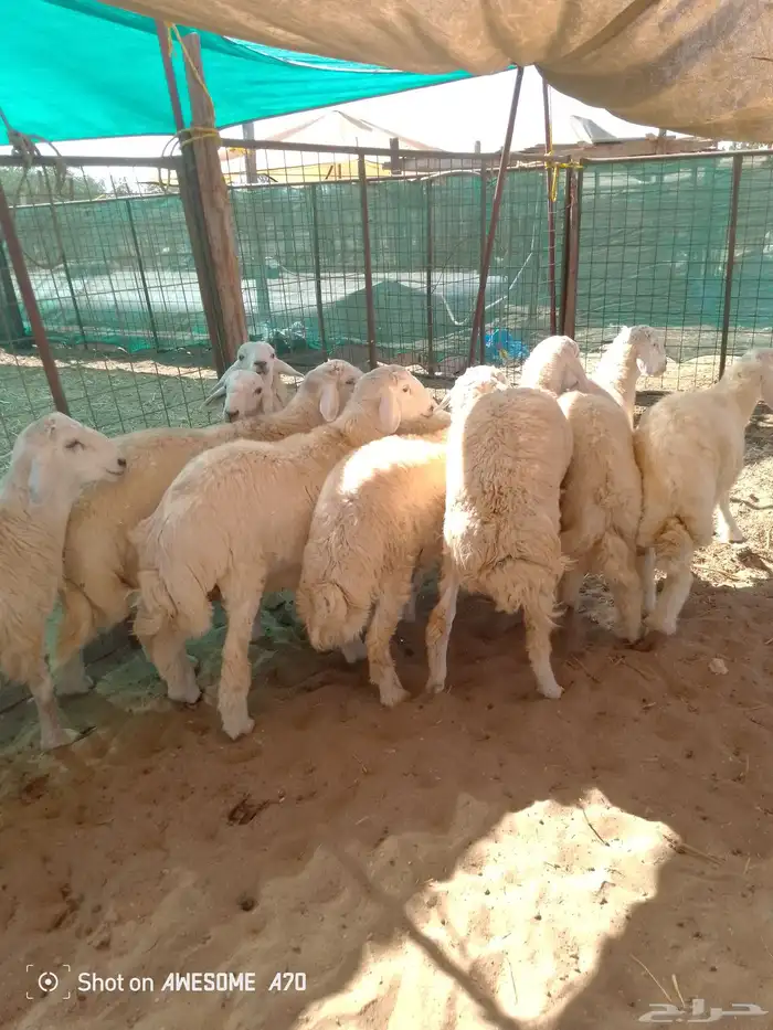 ذبايح نظيف جدا  ممتاز من الطايف 1