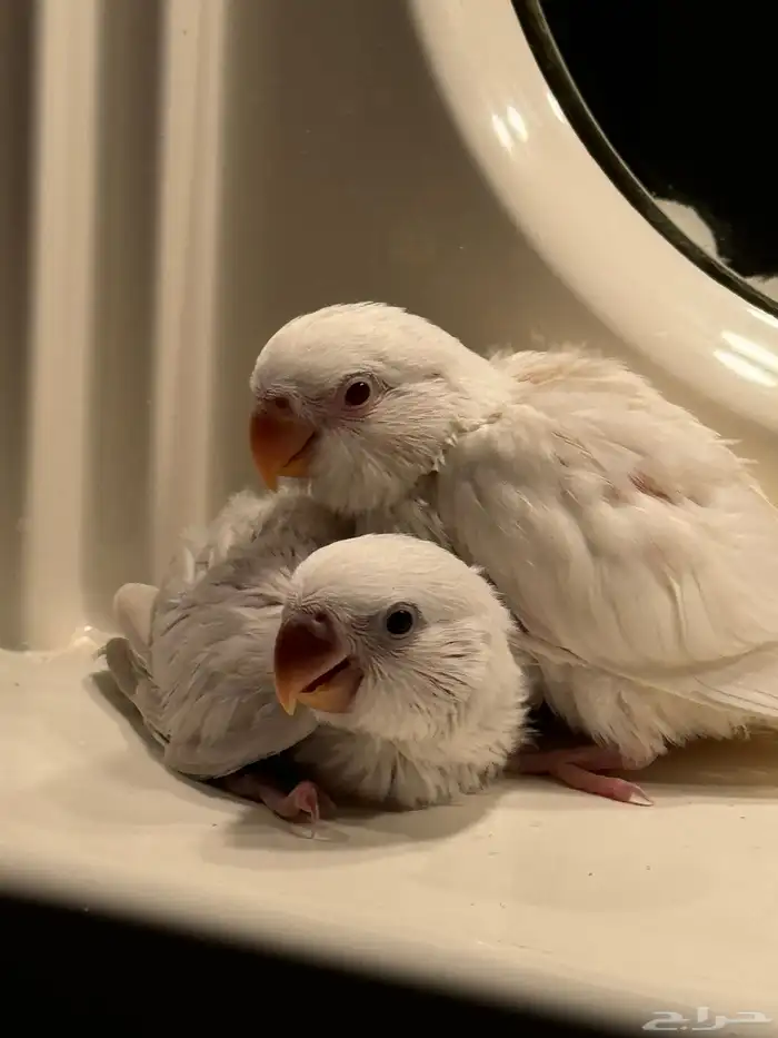 للبيع فروخ روز غر اليف 0