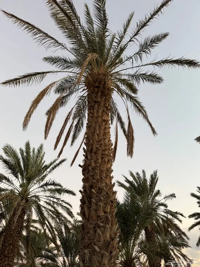 30 نخله عنبره طول 7.5 متر للبيع 0