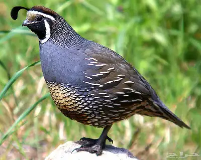 سمان كاليفورنيا 2
