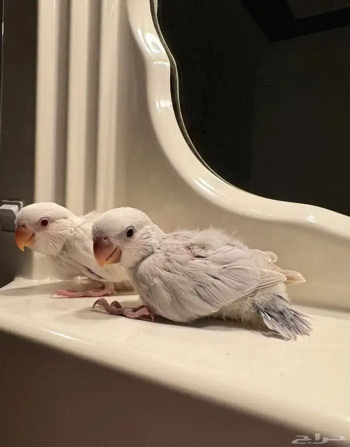 للبيع فروخ روز غر اليف 1