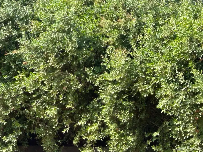 عندى حناء للبيع 0