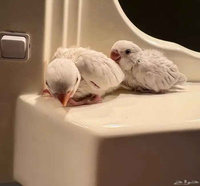 للبيع فروخ روز غر اليف 3