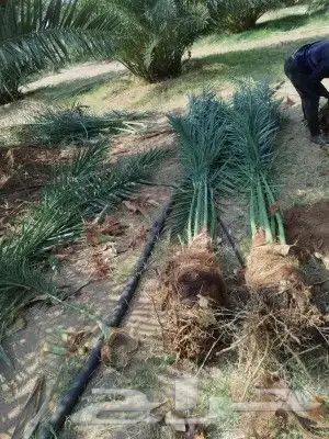 فسائل نخيل نوايع متعدده للبيع 4