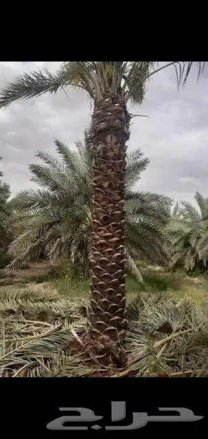 نخل اربعه متر 4