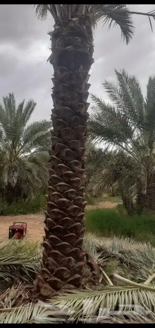 نخل اربعه متر 6