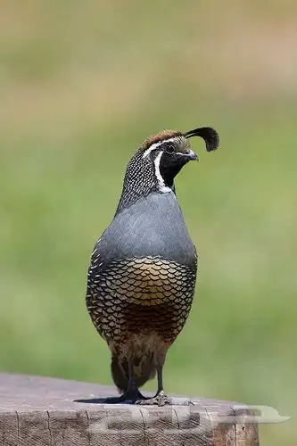سمان كاليفورنيا 0