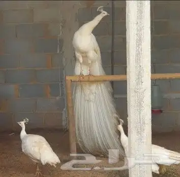 جوز طاووس ابيض منتج 1