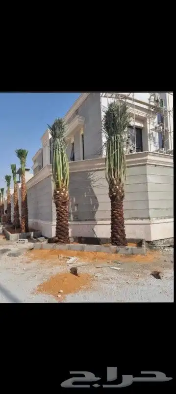 يوجد لدينا انواع النخيل المثمر والزينه جميع المقاسات الكبيرة 9