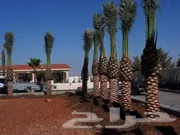يوجد لدينا انواع النخيل المثمر والزينه جميع المقاسات الكبيرة 4
