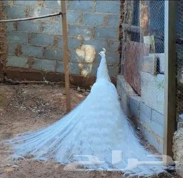 جوز طاووس ابيض منتج 2