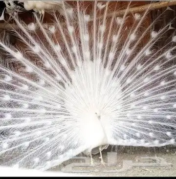 جوز طاووس ابيض منتج 0