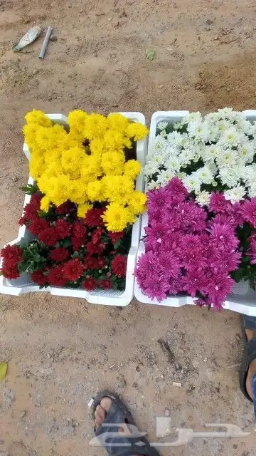 تيل طبيعى تنسيق حدائق ديكورات منازل 9