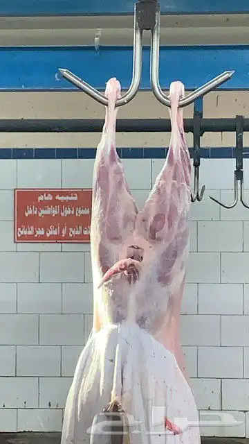 ذبايح للبيع مع الذبح والتوصيل 11