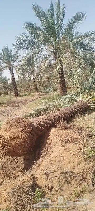 نخل اربعه متر 5