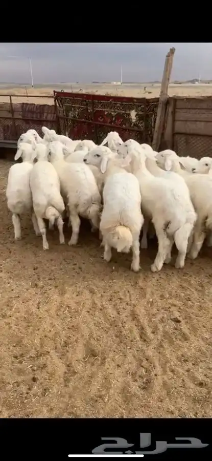 للبيع بهم بري ونضيف تو جاي من البر الموقع سوق الجربوع يوجد 0