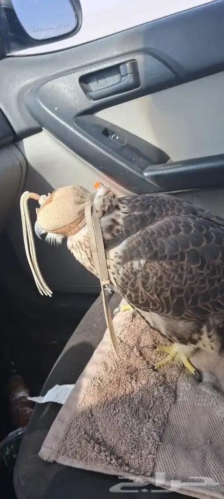 موصل طيور حيونات أمانات 0