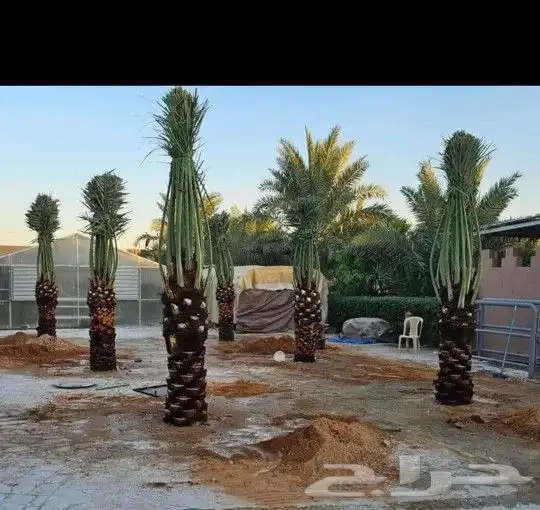 يوجد لدينا انواع النخيل المثمر والزينه جميع المقاسات الكبيرة 3