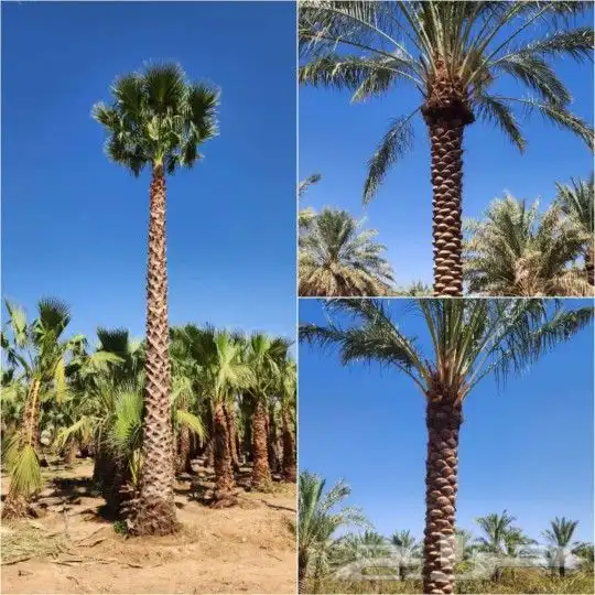 يوجد لدينا انواع النخيل المثمر والزينه جميع المقاسات الكبيرة 5