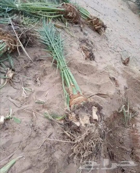 فسائل نخيل نوايع متعدده للبيع 3