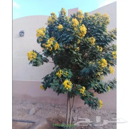 أكاسيا جلوكا 1