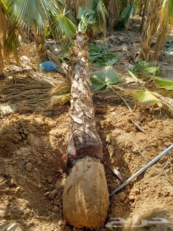 تنسيق حدائق 3