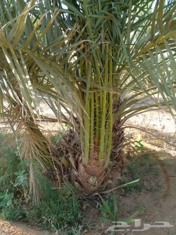 يوجد الدينا جميع أنواع النخل 0