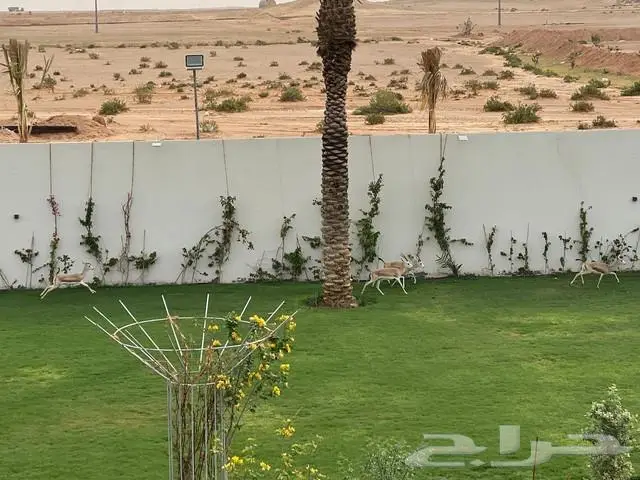 ايواء وربط خيل فرس حصان مهر للايجار الشهري واليومي 1