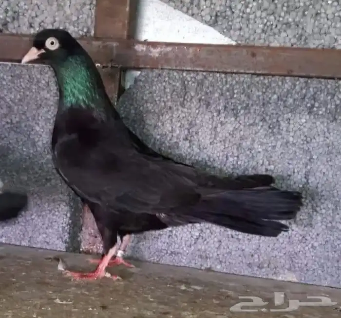 مطلوووب جوز نفس اللي ف الصورة تم إضافة صور .. 1