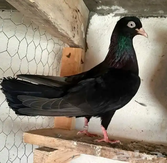 مطلوووب جوز نفس اللي ف الصورة تم إضافة صور .. 3