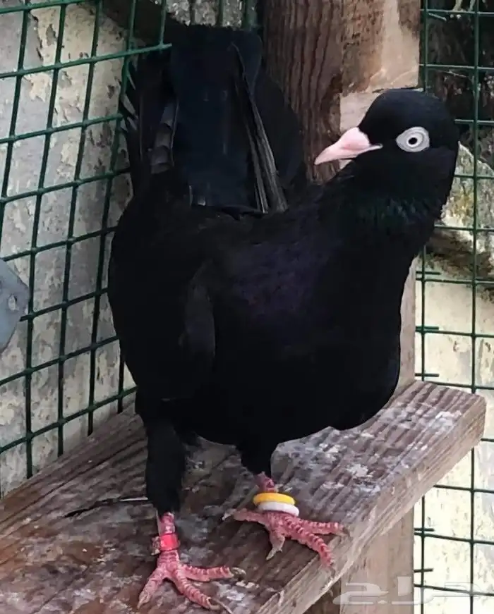 مطلوووب جوز نفس اللي ف الصورة تم إضافة صور .. 2