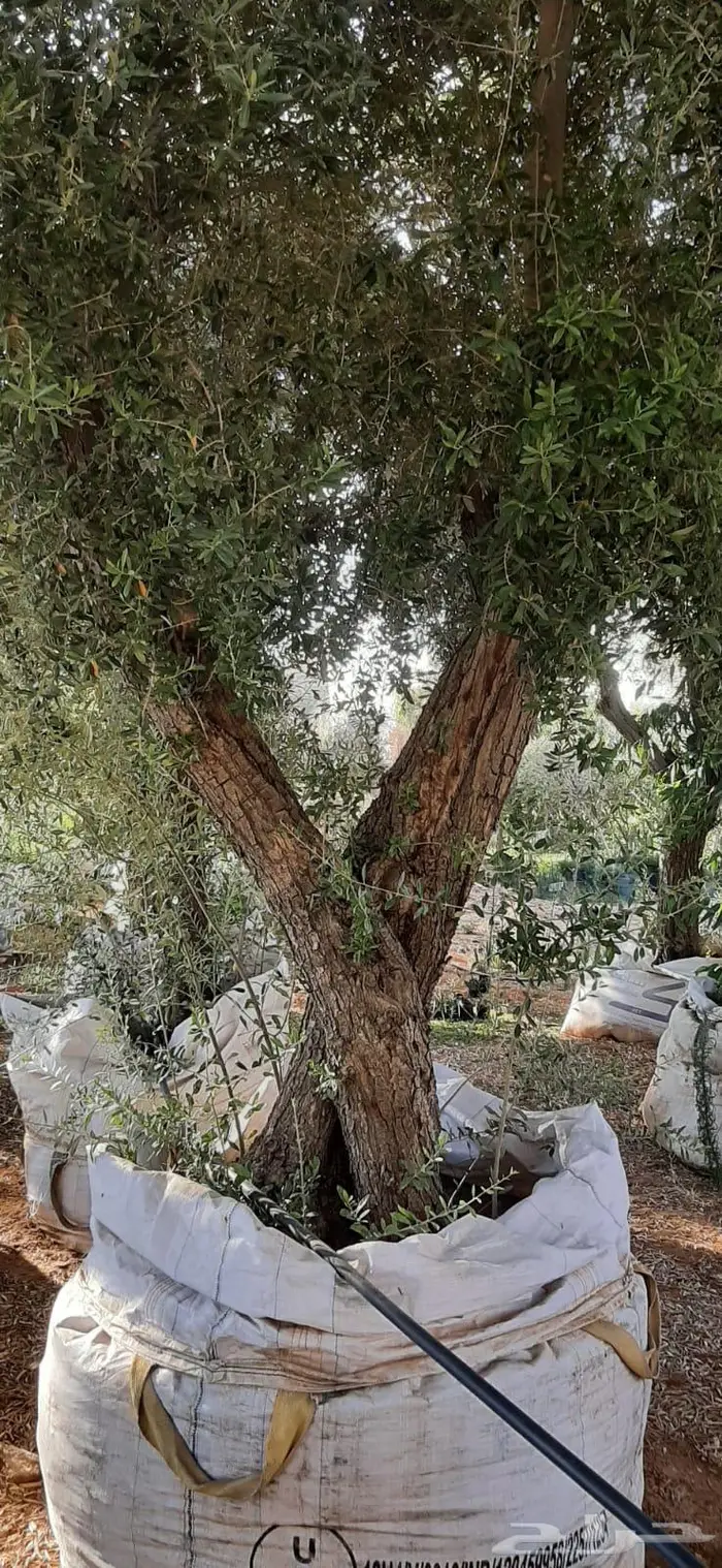 مشتل مؤسسة جوهرة الياسمين نبات والزيتون وتنسيق حدايق 16