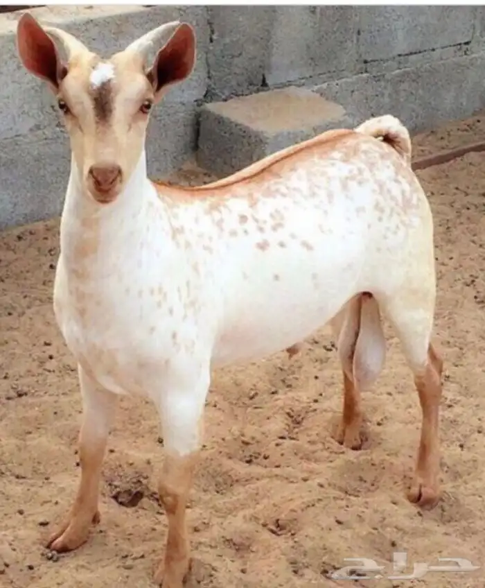 ذبايح للبيع مع الذبح والتوصيل 7