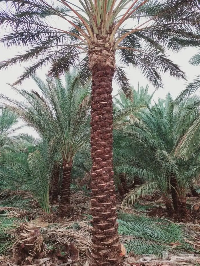 لشغل النخيل تكريب 17