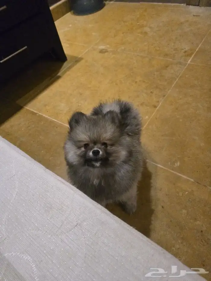 كلب بومرينيان تيدي فيس Pomeranian 0