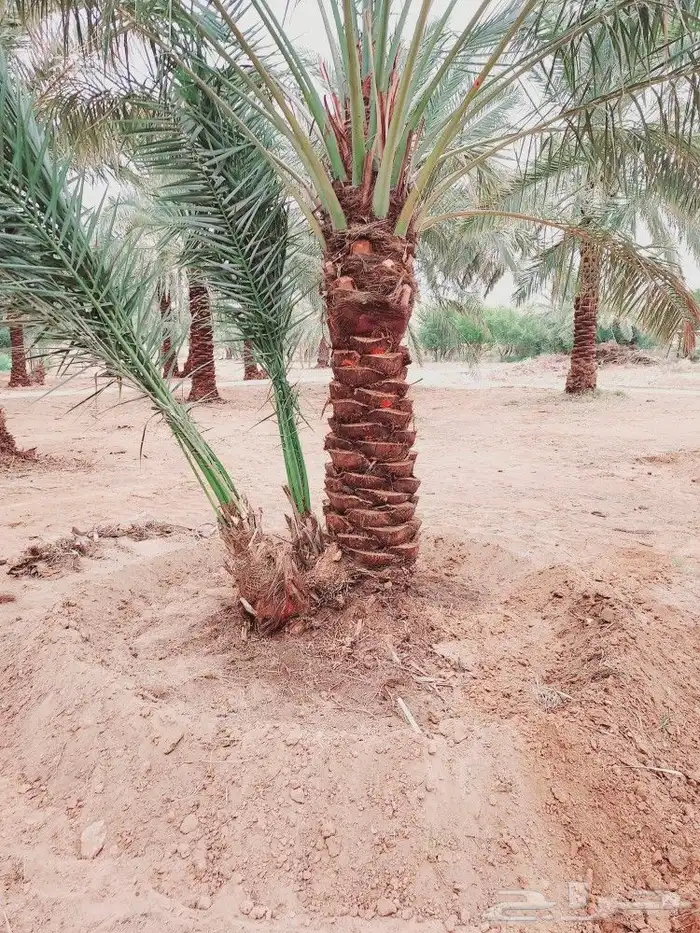 لشغل النخيل تكريب 3